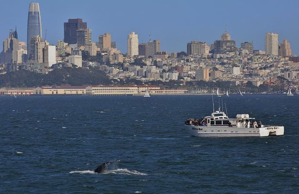 San Francisco Golden Gate Whale Watching Tour