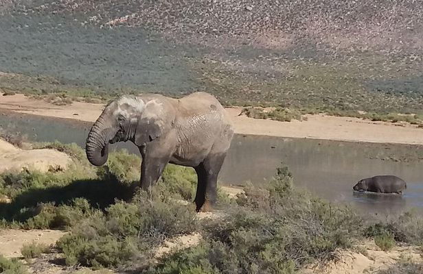 Big 5 Full Day Safari Aquila Lunch plus Breakfast From Cape Town