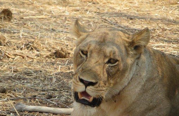 5-Day " Mikumi and Ruaha National park Safari