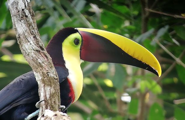 Manuel Antonio National Park Tour