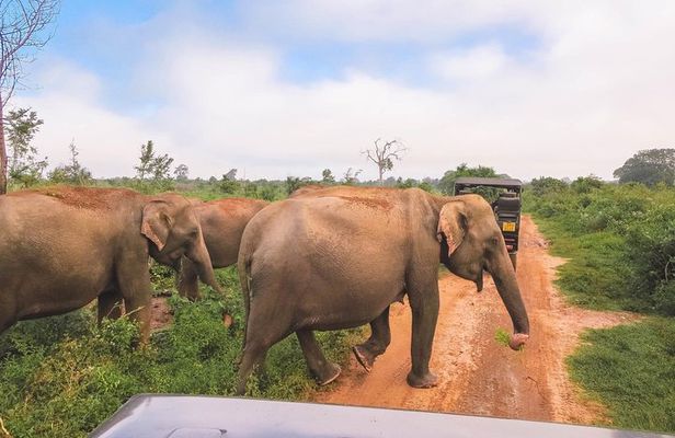 Bundala National Park Safari