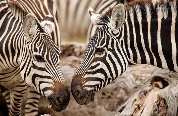 6-Day Amboseli NP, L Nakuru NP, Masai Mara Budget Safari