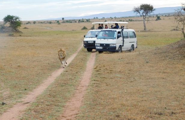 4 Day Private Masai Mara National Reserve & Lake Nakuru National Park Safari