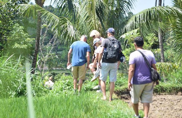 Tetebatu Walking Tour - Rice Terraces, Waterfall & Monkey Forest