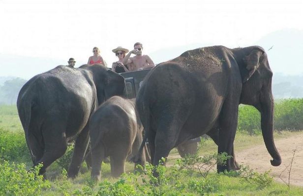 Jeep safari Minneriya / Kaudulla National Park