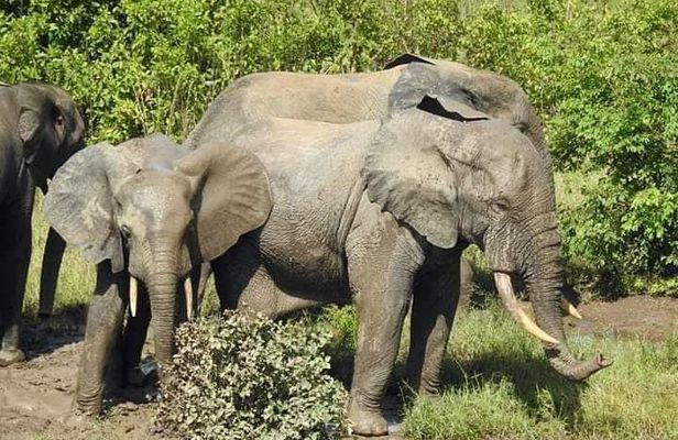 2 Days (1 night) Elephants Safari at Mole Park with Round - trip flights