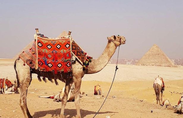 Guided Half-Day Trip to Giza Pyramids with Camel-Riding