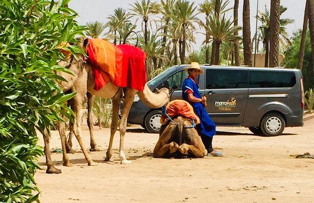 Camel Ride & Quad Biking Half Day in Marrakech