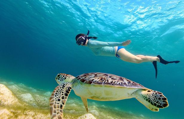 San Juan Turtle Spotting Snorkel Adventure with Videos