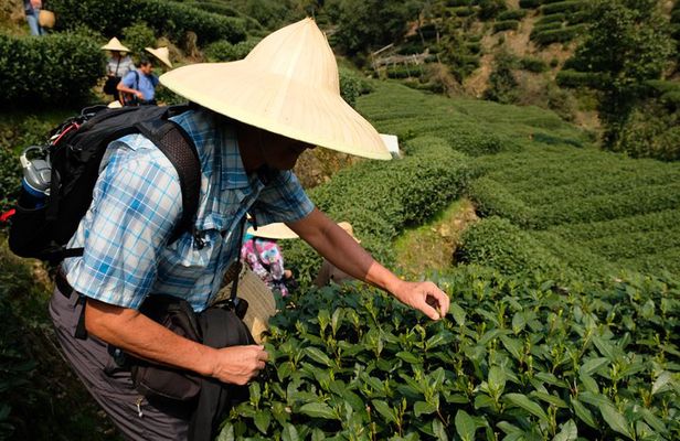 One-Day Hangzhou Dragon Well Tea Culture & West Lake Private Tour