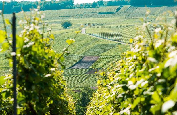 Champagne Day Trip with 6 Tastings, Reims and Winery from Paris