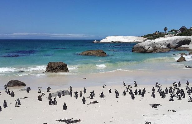 Cape Peninsula Day Tour