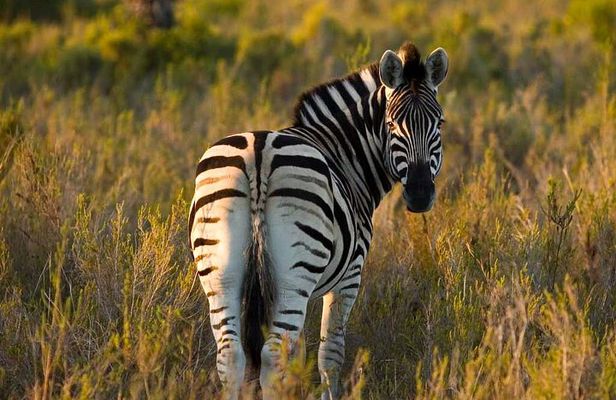 2-Hour Game Drive at the Plettenberg Bay Game Reserve
