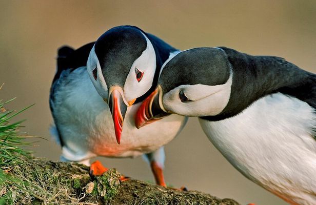 Puffin Cruise with Expert Tour Guide from Reykjavik