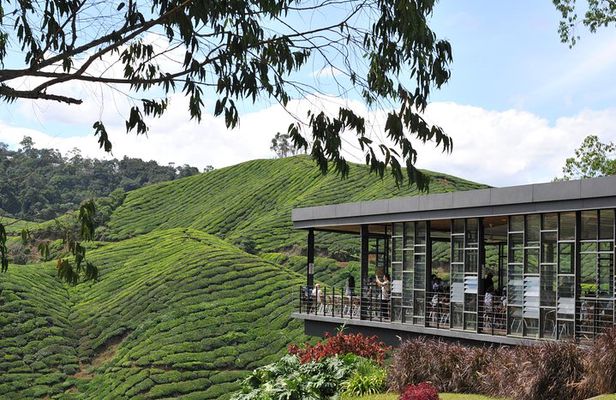Cameron Highlands Tour From Kuala Lumpur (Private Tour)