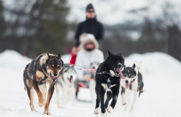 Dog Sled Tour and Husky Cuddles