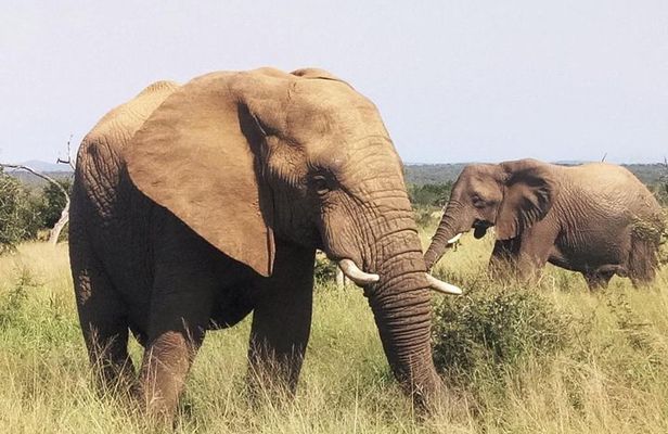 Economic 1-Day Kruger Safari from Maputo