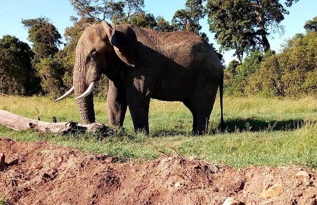 4-days safari: Tsavo east, west and Amboseli national parks