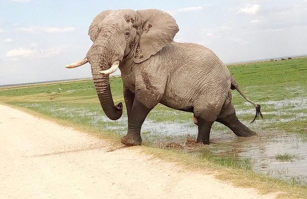 Tsavo East & west, Amboseli 5days from Mombasa