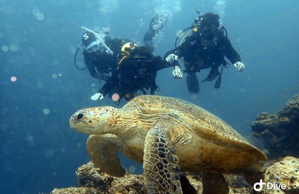 TRY SCUBA (non diver)
