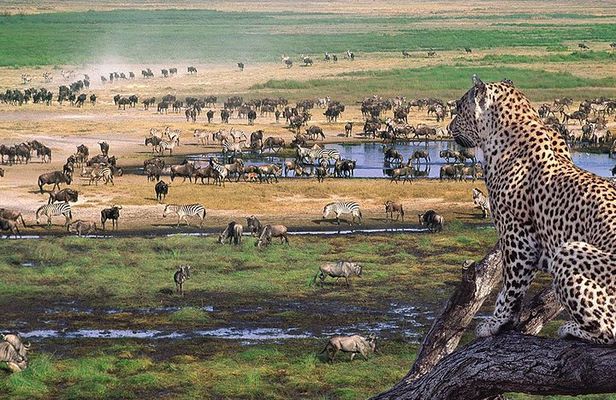 4 Day Private Camping Safari in Serengeti,Ngorongoro and Tarangire National Park