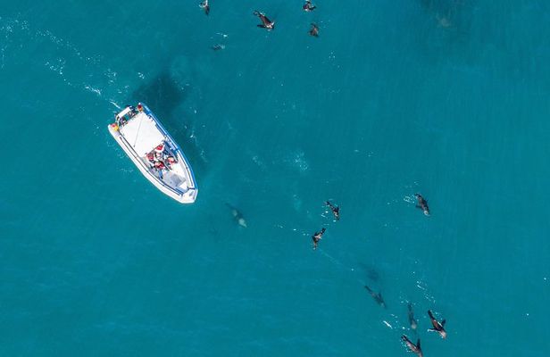 Ocean Wildlife Encounter in Cape Town