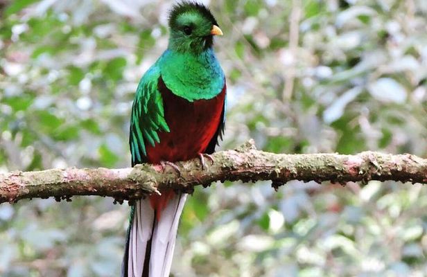 Monteverde Cloud Forest Tour