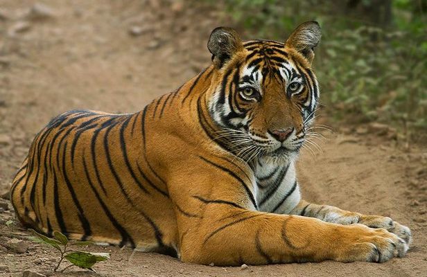 Golden Triangle with Tiger Safari (8 Days)