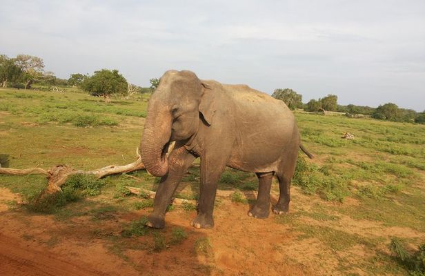 All Inclusive Udawalawe National Park Safari Day Tour from Colombo and Negombo