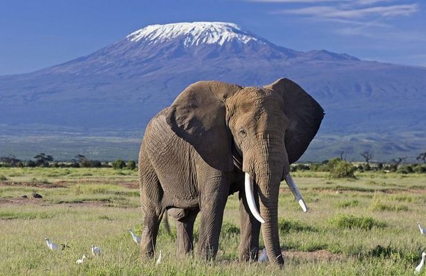 5 Days Amboseli Tsavo West Tsavo East Wildlife Tours