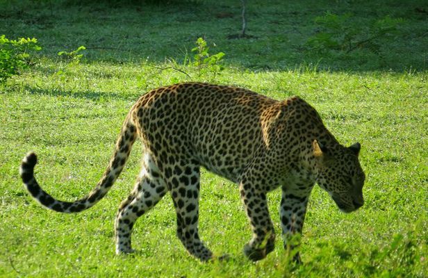 Yala National Park Safari from Ella