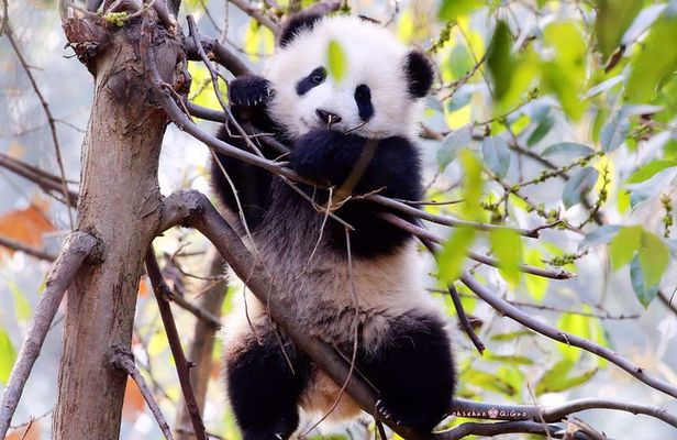Half-day Private Panda Tour with Vegetarian Lunch in Nunnery
