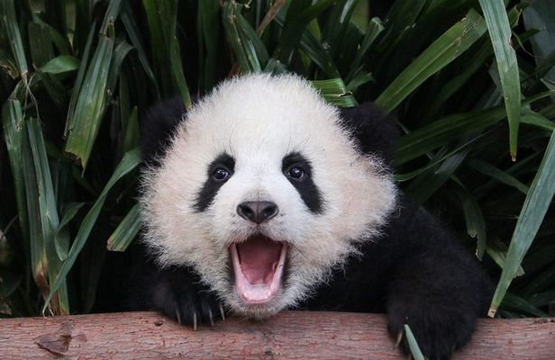 Private Panda Tour with Cooking Class One-day Trip