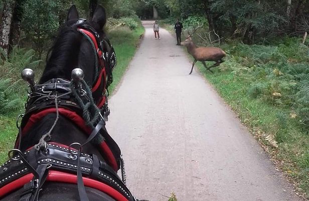 Killarney National Park Tour