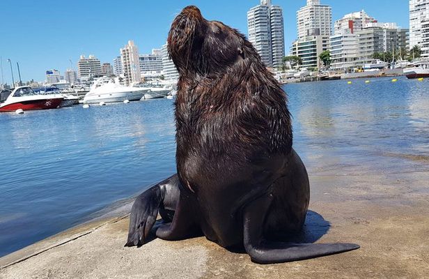 Full Day Punta del Este 