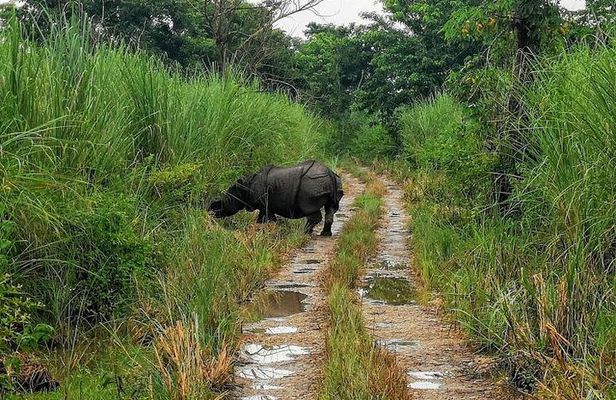 Kathmandu Chitwan Pokhara Tour