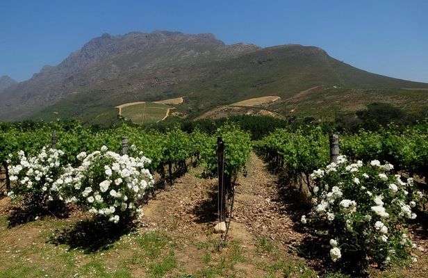 Cape Town Winelands Stellenbosch Private Afternoon Tour