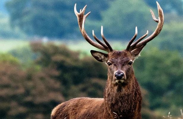 Wild Red Deer Viewing Safari, Connemara. Guided 3hrs