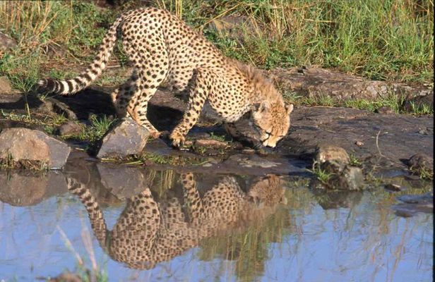 Nairobi National Park Tour