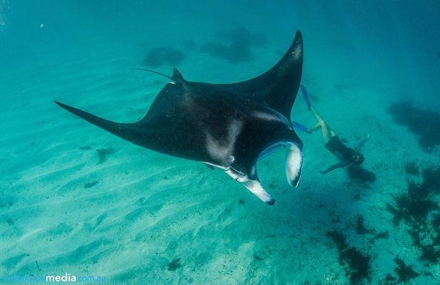 Best of Ningaloo Mantas and More