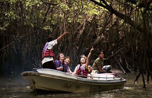 Mangrove Forest Tour In Langkawi