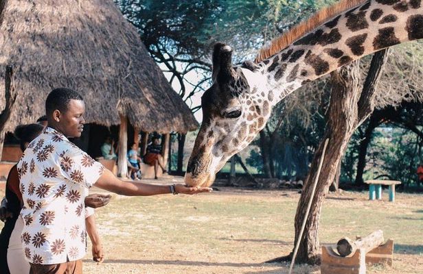 7 Days Kenya Luxury Safaris - Masai Mara NR, Amboseli NP and Lake Nakuru NP