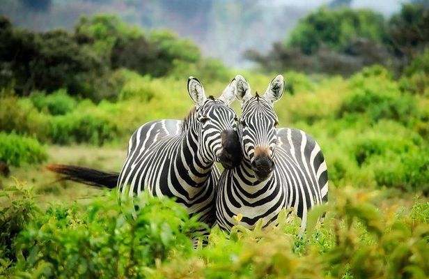 12 Days Kenya Tanzania wildlife Joining Tour