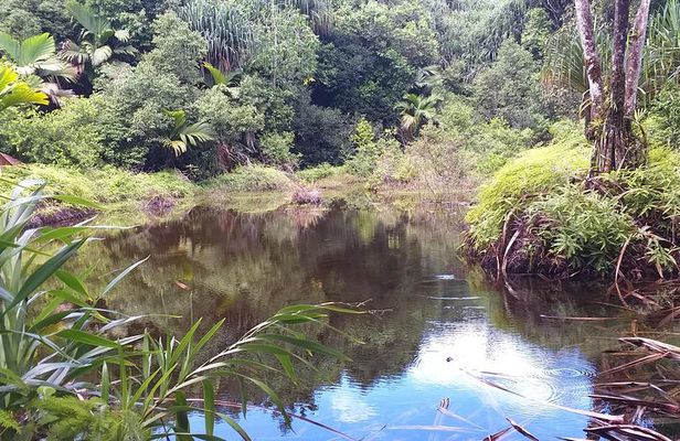 Explore Mare Aux Cochons Trail