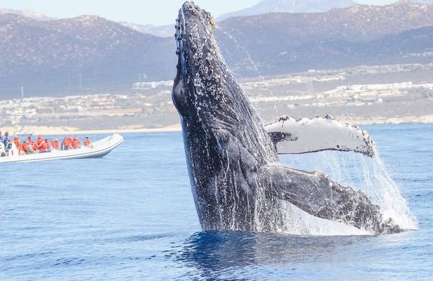 Whale Watching, The Famous Arch and Fast Boat Tour in Los Cabos