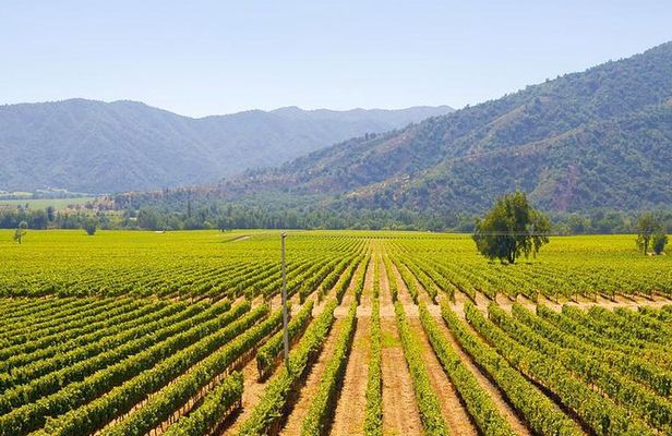 Colchagua Full Day Wine Tour: Casa Silva & L'Apostolle Wineries