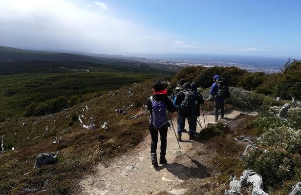 Private Patagonian Forest Hike in Punta Arenas: 4 Hour
