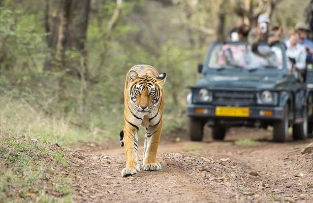 8 Days Private Golden Triangle Tour With Ranthambore