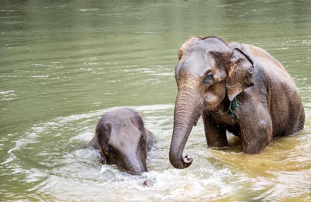 Kanchanaburi Local Cuisine and Elephant Care
