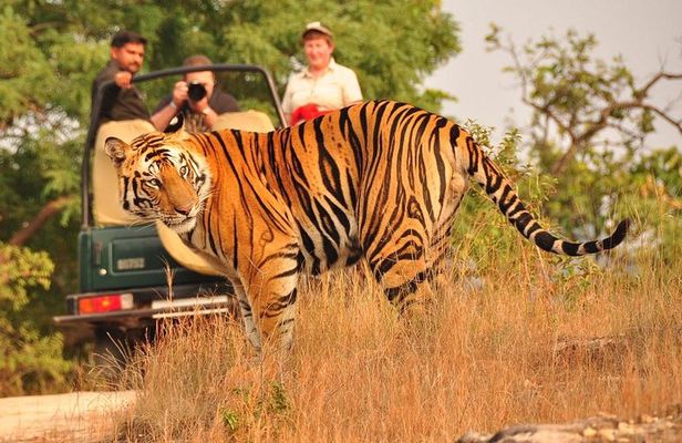 8 Days Golden Triangle with Ranthambore & Udaipur Tour